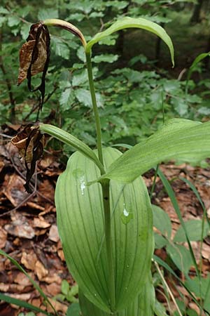 Cypripedium calceolus \ Gelber Frauenschuh / Lady's Slipper, Ladyslipper (fruchtend / seed stem), A  Neuhaus am Zellerrain 2.7.2019 