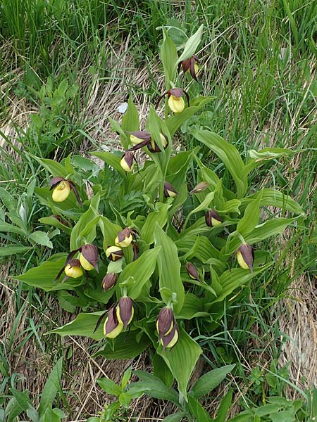 Cypripedium calceolus / Lady's Slipper, Ladyslipper, A  Pusterwald, Eiskar 29.6.2021 