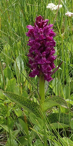 Dactylorhiza alpestris / Alpine Marsh Orchid, A  Osttirol, Golzentipp 12.7.2019 