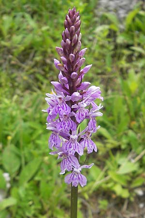 Dactylorhiza fuchsii \ Fuchssche Fingerwurz, Fuchssches Knabenkraut / Common Spotted Orchid (Wald/wood 1600 m), A  Kärnten/Carinthia, Petzen 2.7.2010 