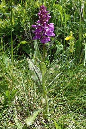 Dactylorhiza maculata \ Gefleckte Fingerwurz, Geflecktes Knabenkraut / Spotted Orchid, A  Kärnten/Carinthia, Koralpe 5.7.2023 