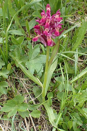 Dactylorhiza sambucina \ Holunder-Fingerwurz, Holunder-Knabenkraut / Elder-flower Orchid, Adam-and-Eve, A  Kärnten/Carinthia, Feistritz im Rosental 17.5.2016 