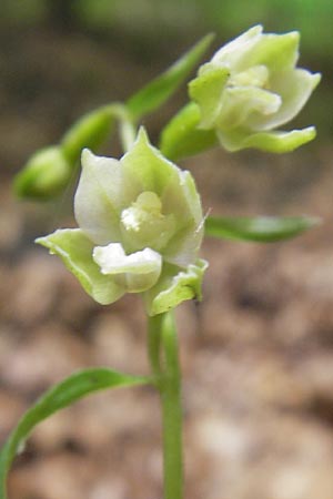 Epipactis albensis \ Elbe-Ständelwurz, A  Burgenland, Rumpersdorf 3.8.2011 