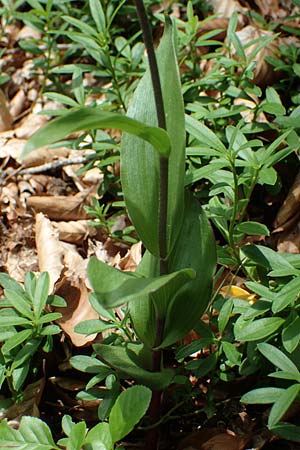 Epipactis atrorubens / Dark-red Helleborine, A  Carinthia, St.Paul im Lavanttal 6.7.2023 