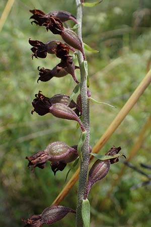 Epipactis atrorubens / Dark-red Helleborine, A  Weikersdorf am Steinfeld 7.7.2023 