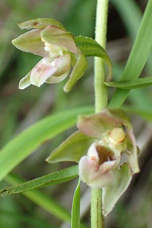 Epipactis helleborine \ Breitblättrige Ständelwurz, A  Altaussee 9.7.2020 