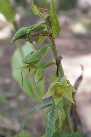 Epipactis komoricensis \ Slowakische Ständelwurz / Slovakian Helleborine, A  Hinterotter 3.8.2011 