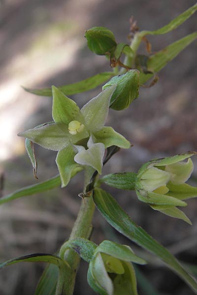 Epipactis komoricensis \ Slowakische Ständelwurz / Slovakian Helleborine, A  Hinterotter 3.8.2011 