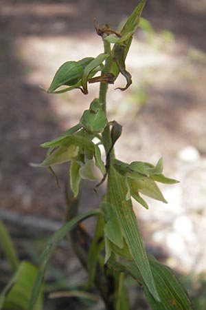 Epipactis komoricensis / Slovakian Helleborine, A  Hinterotter 3.8.2011 