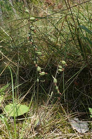 Epipactis microphylla \ Kleinblättrige Ständelwurz / Small-Leaved Helleborine (Samenstand / seed stem), A  Weikersdorf am Steinfeld 7.7.2023 