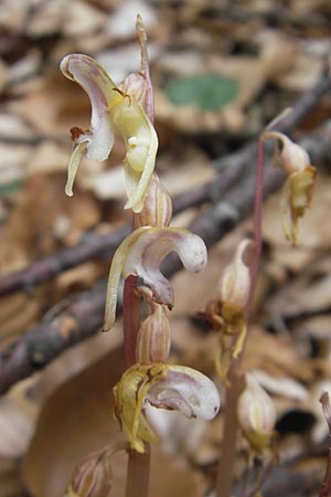 Epipogium aphyllum \ Widerbart / Ghost Orchid, A  Kärnten/Carinthia, Kleinobir 2.8.2011 