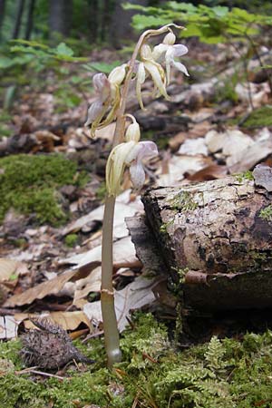 Epipogium aphyllum \ Widerbart / Ghost Orchid, A  Kärnten/Carinthia, Kleinobir 2.8.2011 