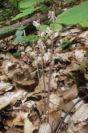 Epipogium aphyllum \ Widerbart / Ghost Orchid, A  Kärnten/Carinthia, Kleinobir 2.8.2011 