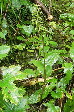 Epipactis greuteri subsp. preinensis \ Preiner Ständelwurz / Prein Helleborine, A  Prein an der Rax 4.8.2011 