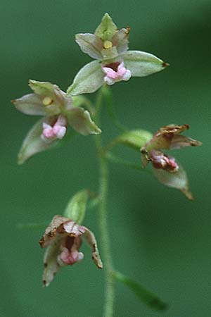 Epipactis voethii \ Voeths Ständelwurz / Voeth's Helleborine, A  Bisamberg 27.7.1997 