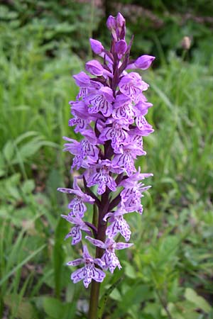 Dactylorhiza fuchsii \ Fuchssche Fingerwurz, Fuchssches Knabenkraut / Common Spotted Orchid, A  Menauer Alm 31.5.2008 