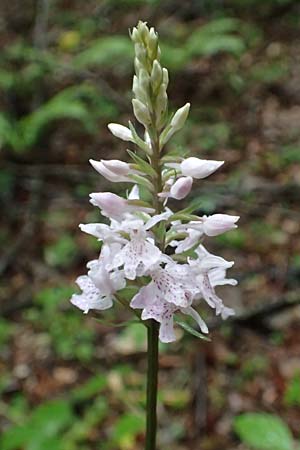 Dactylorhiza fuchsii \ Fuchssche Fingerwurz, Fuchssches Knabenkraut / Common Spotted Orchid, A  Orthof am Semmering 29.6.2020 