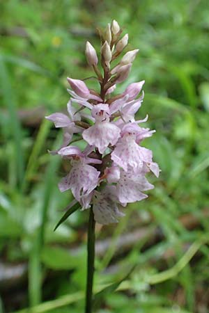 Dactylorhiza fuchsii \ Fuchssche Fingerwurz, Fuchssches Knabenkraut / Common Spotted Orchid, A  Orthof am Semmering 29.6.2020 