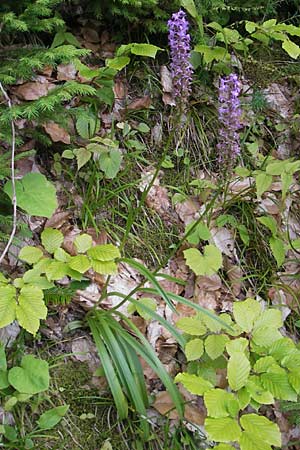 Gymnadenia conopsea s.l. \ Mücken-Händelwurz / Common Fragrant Orchid, A  Kärnten/Carinthia, Kleinobir 2.8.2011 