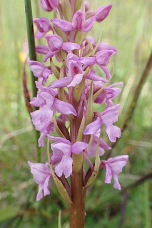Gymnadenia conopsea s.l. \ Mücken-Händelwurz / Common Fragrant Orchid, A  Rax 28.6.2020 