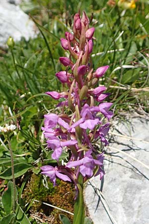 Gymnadenia conopsea s.l. \ Mücken-Händelwurz / Common Fragrant Orchid, A  Traweng 8.7.2020 