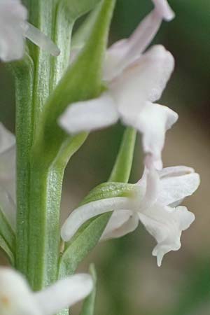 Gymnadenia odoratissima \ Wohlriechende Händelwurz / Short-spurred Fragrant Orchid, A  Trenchtling 3.7.2019 