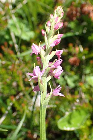 Gymnadenia odoratissima \ Wohlriechende Händelwurz / Short-spurred Fragrant Orchid, A  Dachstein Südwand 7.7.2020 