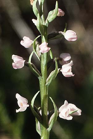 Gymnadenia odoratissima deformation \ Wohlriechende Händelwurz / Short-spurred Fragrant Orchid (Pelorie / peloria), A  Lechtal, Stanzach 17.7.1987 