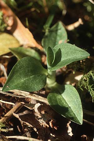 Goodyera repens \ Kriechendes Netzblatt, A  Lechtal, Stanzach 16.8.1987 