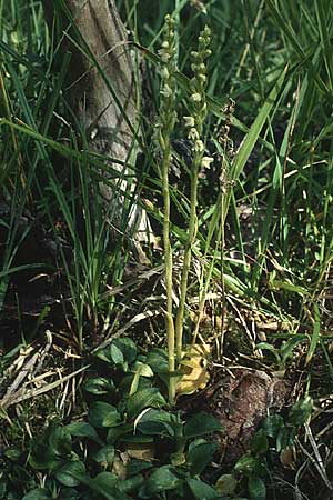 Goodyera repens \ Kriechendes Netzblatt, A  Lechtal, Forchach 17.8.1987 