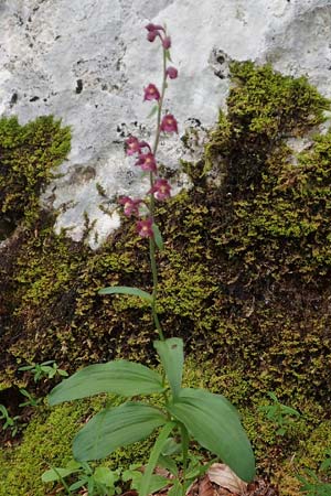 Epipactis atrorubens / Dark-red Helleborine, A  Toplitz-See 6.7.2020 