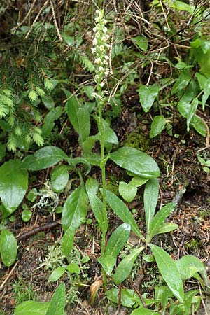 Pseudorchis albida \ Weiße Höswurz / Small White Orchid, A  Pusterwald 1.7.2019 