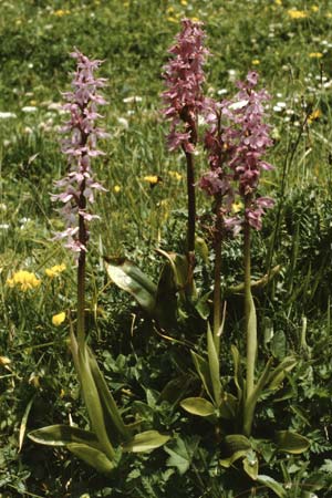 Orchis mascula subsp. speciosa \ Prächtiges Knabenkraut / Splendid Early Purple Orchid, A  Widderstein 12.7.1987 