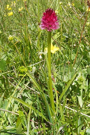 Nigritella minor \ Kleinblütiges Kohlröschen / Small-Flowered Vanilla Orchid, A  Trenchtling 3.7.2010 