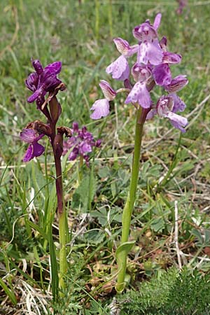 Anacamptis morio \ Salep-Knabenkraut, Kleines Knabenkraut, A  Seewinkel, Apetlon 8.5.2022 