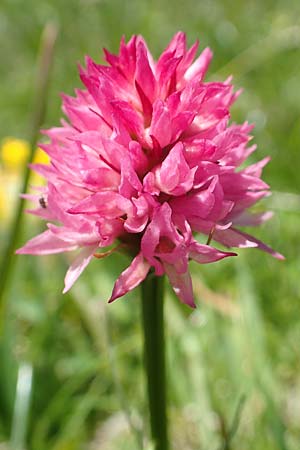 Nigritella archiducis-joannis \ Erzherzog-Johann Kohlröschen, A  Lawinenstein 5.7.2020 