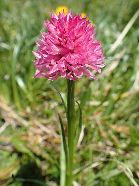 Nigritella archiducis-joannis \ Erzherzog-Johann Kohlröschen, A  Traweng 8.7.2020 