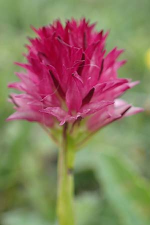 Nigritella graciliflora \ Schmalblütiges Kohlröschen, A  Trenchtling 3.7.2019 