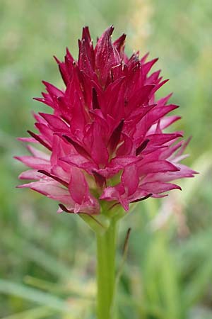 Nigritella graciliflora \ Schmalblütiges Kohlröschen, A  Trenchtling 3.7.2019 