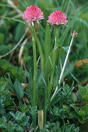 Nigritella karawankarum / Karavanke Vanilla Orchid, A  Carinthia, Petzen 11.7.1995 