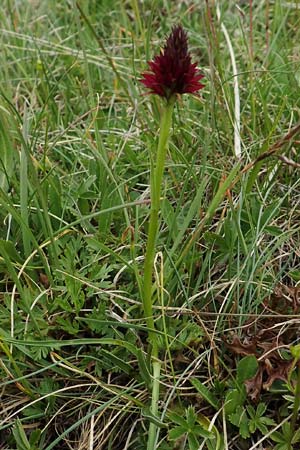 Nigritella rhellicani / Vanilla Orchid, A  Osttirol, Golzentipp 11.7.2019 