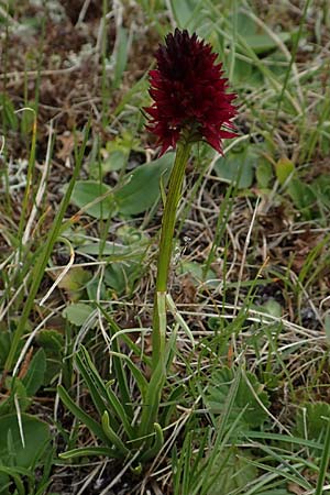 Nigritella rhellicani / Vanilla Orchid, A  Osttirol, Golzentipp 11.7.2019 