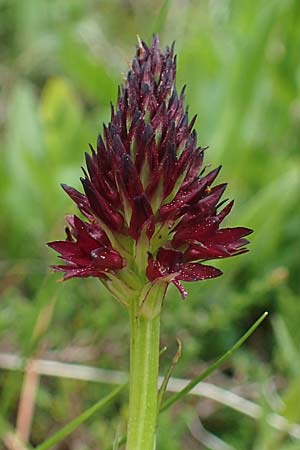 Nigritella rhellicani \ Schwarzes Kohlröschen, A  Pusterwald, Eiskar 29.6.2021 