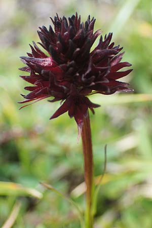 Nigritella rhellicani \ Schwarzes Kohlröschen, A  Wölzer Tauern, Hohenwart 29.7.2021 