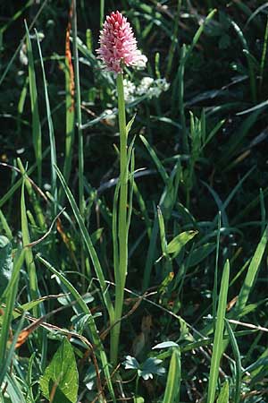 Nigritella stiriaca \ Steirisches Kohlröschen / Stirian Vanilla Orchid, A  St.Wolfgang 9.7.1995 