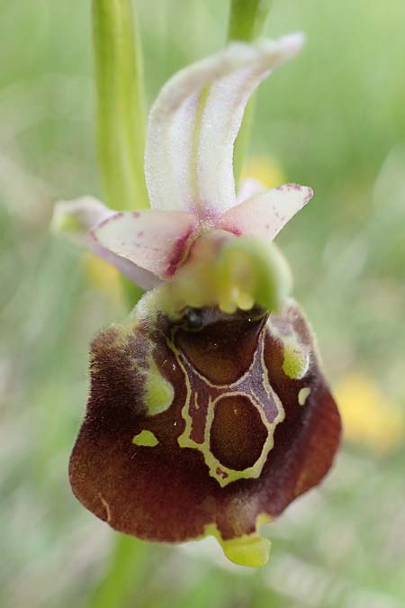 Ophrys holoserica \ Hummel-Ragwurz, A  Perchtoldsdorf 7.5.2022 