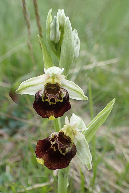 Ophrys holoserica \ Hummel-Ragwurz / Late Spider Orchid, A  Perchtoldsdorf 7.5.2022 