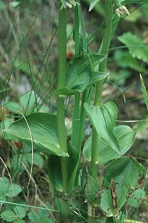 Epipactis distans \ Kurzblättrige Ständelwurz / Short-Leaved Helleborine, A  Lienzer Dolomiten 1.8.2004 