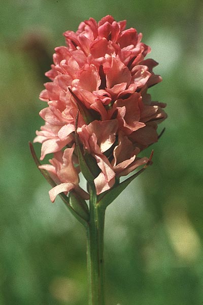 Gymnadenia odoratissima x Nigritella rhellicani, A   Lechtal, Elbigenalb 6.8.1988 