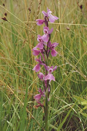 Anacamptis palustris \ Sumpf-Knabenkraut / Marsh Orchid, A  Neusiedler See 20.6.1987 